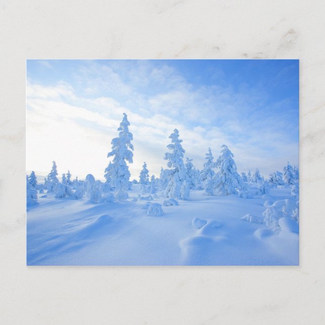 Carte Postale arbres enneigés en Laponie en Finlande (Devant)