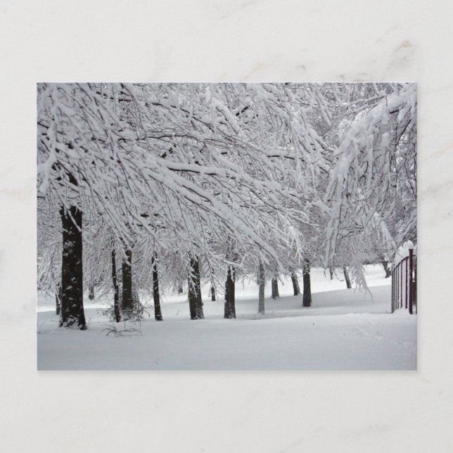 Carte Postale arbres et neige (Devant)