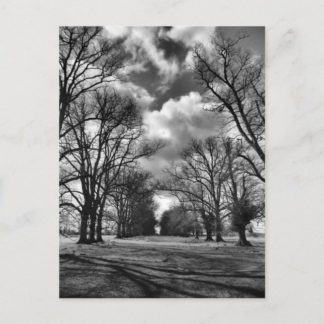 Carte Postale Arbres et nuages (Devant)