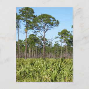 Carte Postale Arbres et palmettes de scie