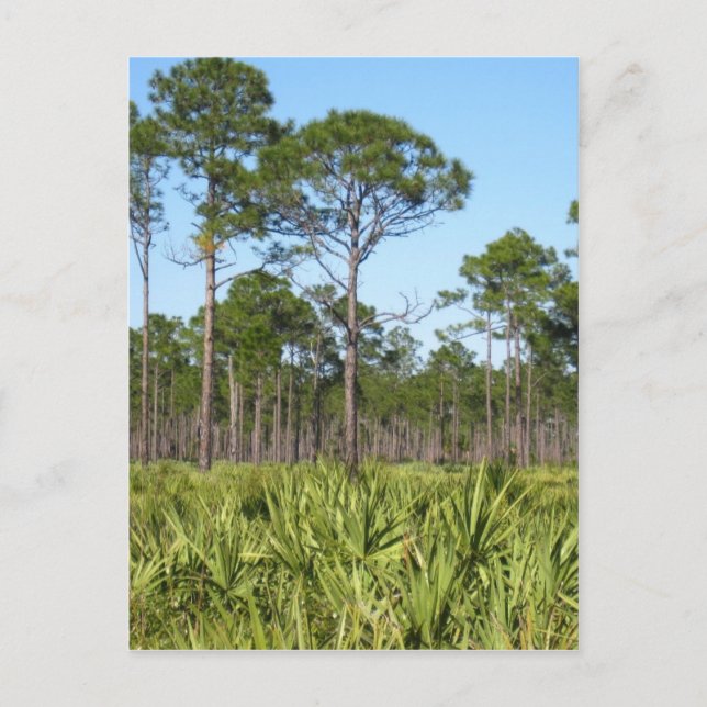 Carte Postale Arbres et palmettes de scie (Devant)