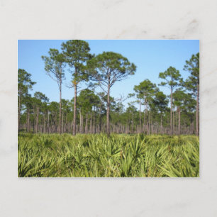 Carte Postale Arbres et palmettes de scie