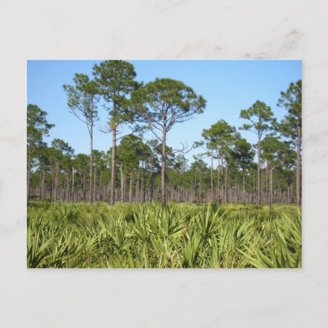 Carte Postale Arbres et palmettes de scie (Devant)