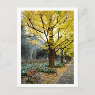 Carte Postale Arbres Ginkgo : Meiji Jingu Gaien, Tokyo