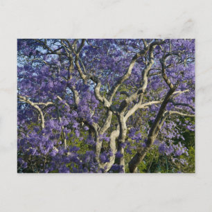 Carte Postale Arbres Jacaranda en fleurs dans le nouveau parc ag