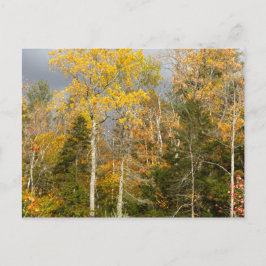 Carte Postale Arbres jaunes dans le New Hampshire