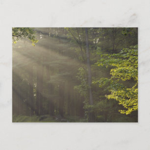 Carte Postale Arbres le long de 7 Lakes Drive, Harriman, NY