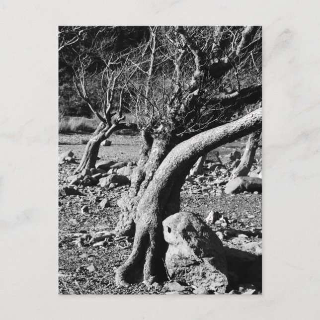 CARTE POSTALE ARBRES NOIRS ET BLANCS (Devant)