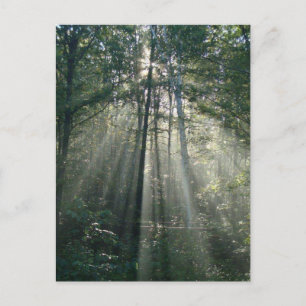 Carte postale Arbres Ontario