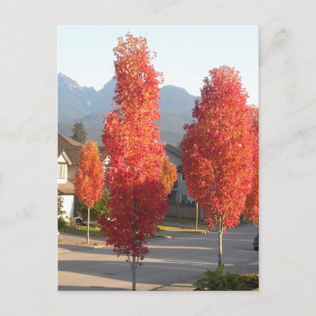 Carte Postale Arbres orange en automne (Devant)