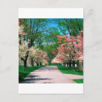 Arbres Pink White Dogwood Lexington Kentucky