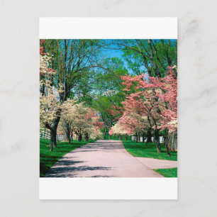 Carte Postale Arbres Pink White Dogwood Lexington Kentucky