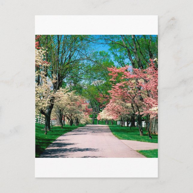 Carte Postale Arbres Pink White Dogwood Lexington Kentucky (Devant)