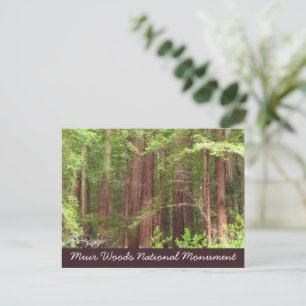 Carte Postale Arbres Redwood au monument national de Muir Woods