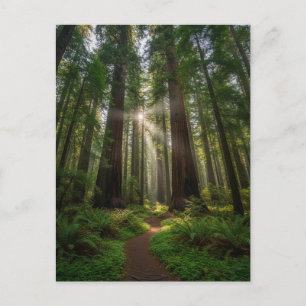 Carte Postale Arbres Redwood de Santa Cruz Californie