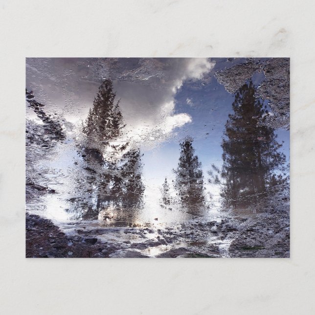 Carte Postale Arbres réfléchissant dans l'eau de la flaque de pl (Devant)