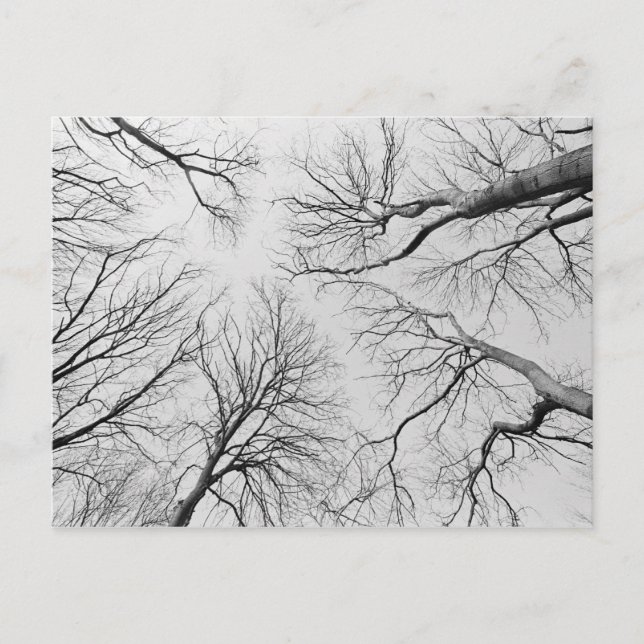 Carte Postale Arbres sans feuilles dans le bois de Thiepval (Devant)
