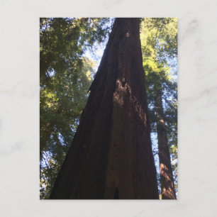 Carte Postale Arbres séquoias géants