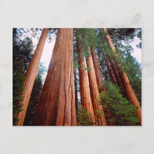 Carte Postale Arbres séquoias géants à feuilles rouges de premiè