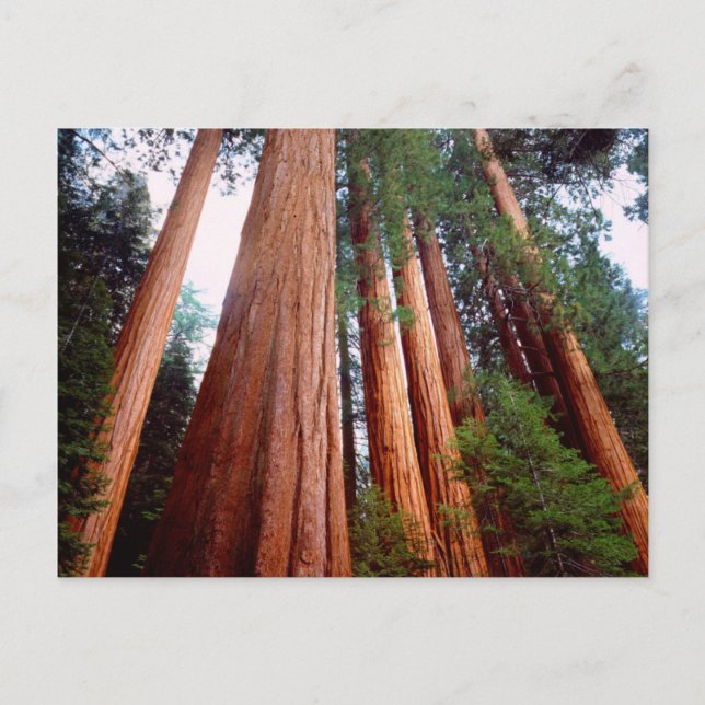 Carte Postale Arbres séquoias géants à feuilles rouges de premiè (Devant)