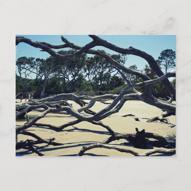 Carte Postale Arbres sur Jekyll (Devant)