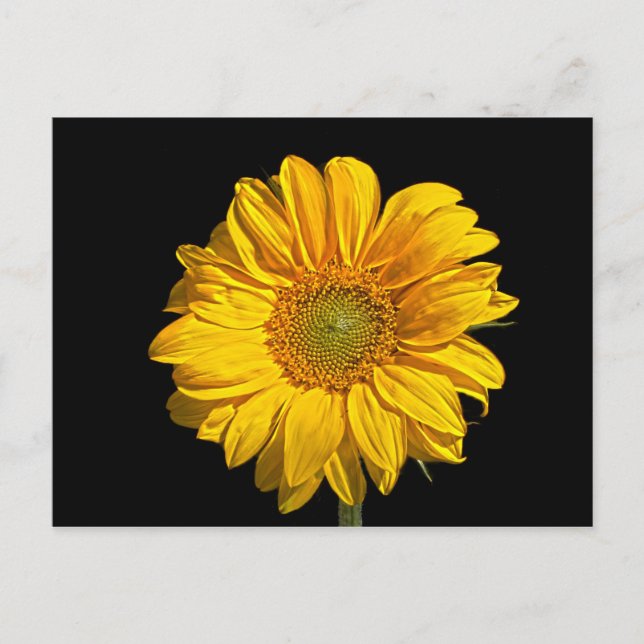 Carte Postale Arc de tournesol pc4 (Devant)