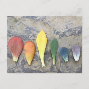 Carte Postale Arc-en-ciel à feuilles succulentes