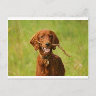 Carte Postale Archie