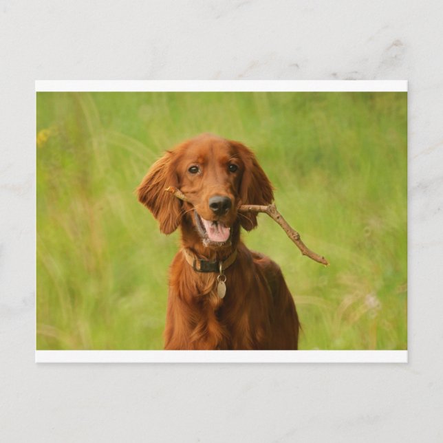 Carte Postale Archie (Devant)