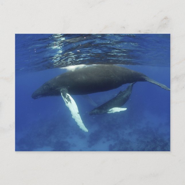 Carte Postale archipel des Caraïbes, Grande Antilles, (Devant)