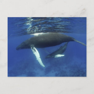 Carte Postale archipel des Caraïbes, Grande Antilles,