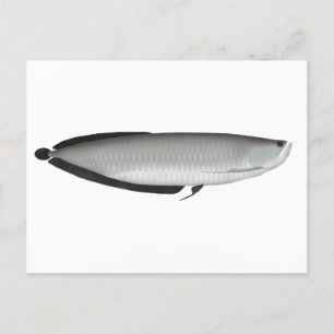 Carte Postale Argent Arowana
