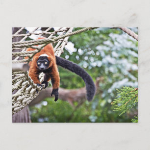 Carte Postale Argent Sur L'Arbre