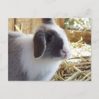 Carte Postale Argentée