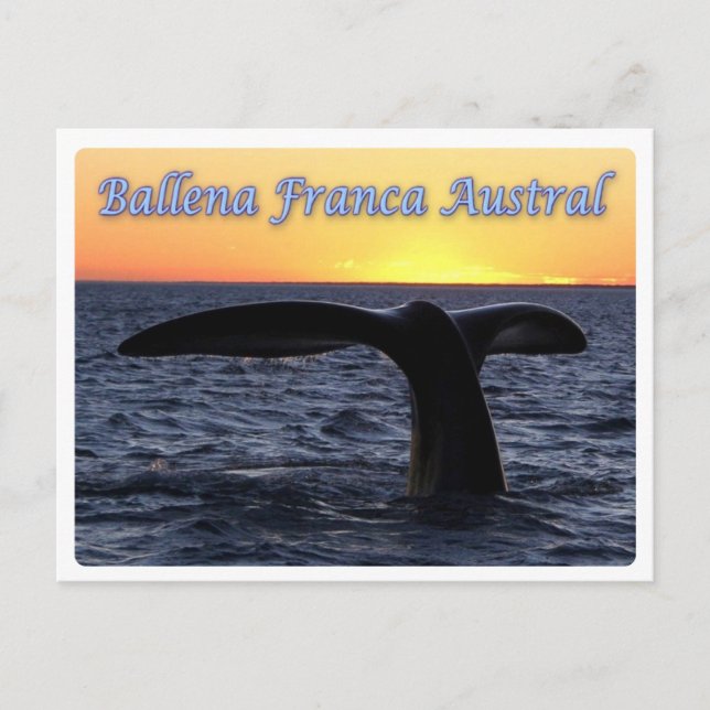 Carte Postale Argentine - Ballena franca austral - (Devant)