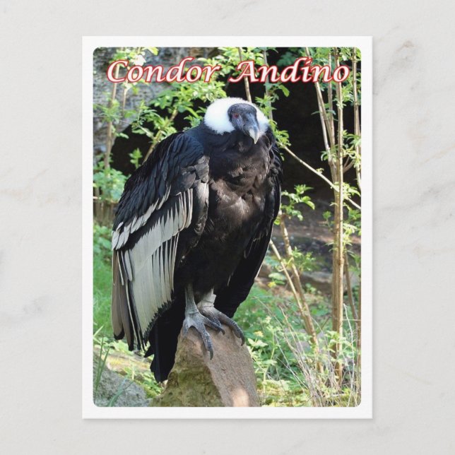 Carte Postale Argentine - Condor Andino - (Devant)