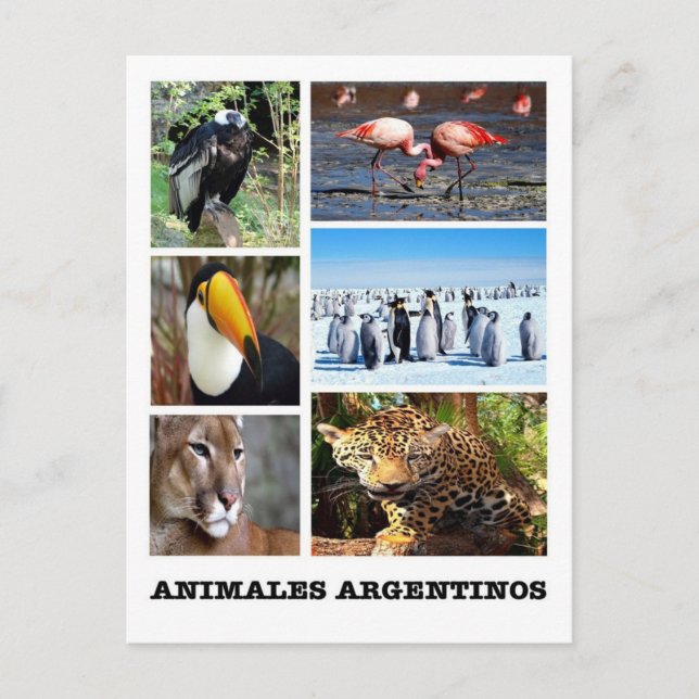 Carte Postale Argentine - Mosaico Animales Argentinos (Devant)