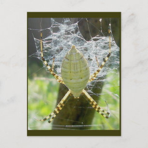 Carte postale Argiope Bande Argiope Vue Dorsale