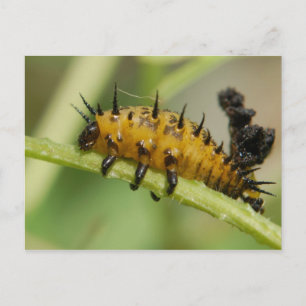 Carte postale Argus Tortoise Shell Beetle Larva