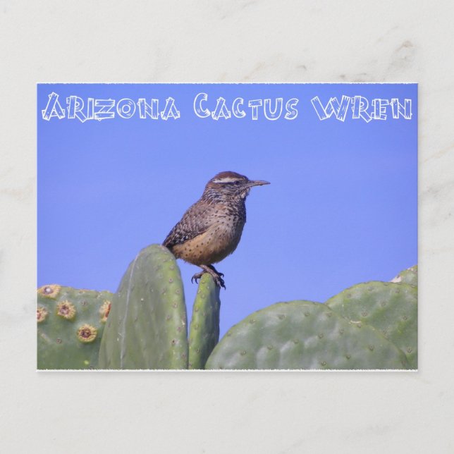 Carte Postale Arizona Cactus Wren (Devant)