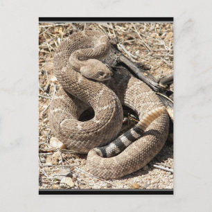 Carte Postale Arizona DIamondback Rattlesnake