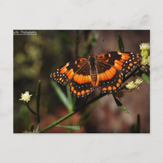 Carte Postale Arizona Gratuit