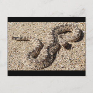 Carte Postale Arizona Horned Sidewinder Rattlesnake