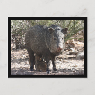 Carte postale Arizona Javelina