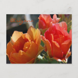 Carte Postale Arizona Postcard