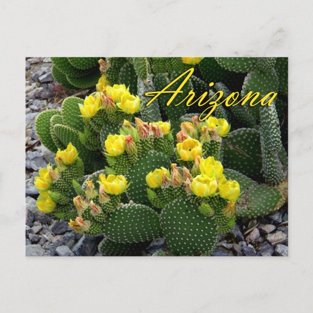 Carte postale Arizona, Prickly Pear Cactus (Devant)