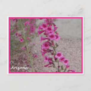 carte postale arizona rose Penstemon