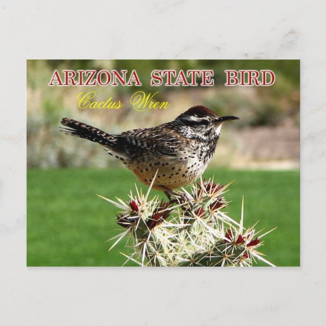 Carte Postale Arizona State Bird - Cactus Wren (Devant)