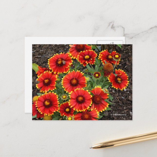 Carte Postale Arizona Sun Blanketflowers (Devant/Arrière en situation)