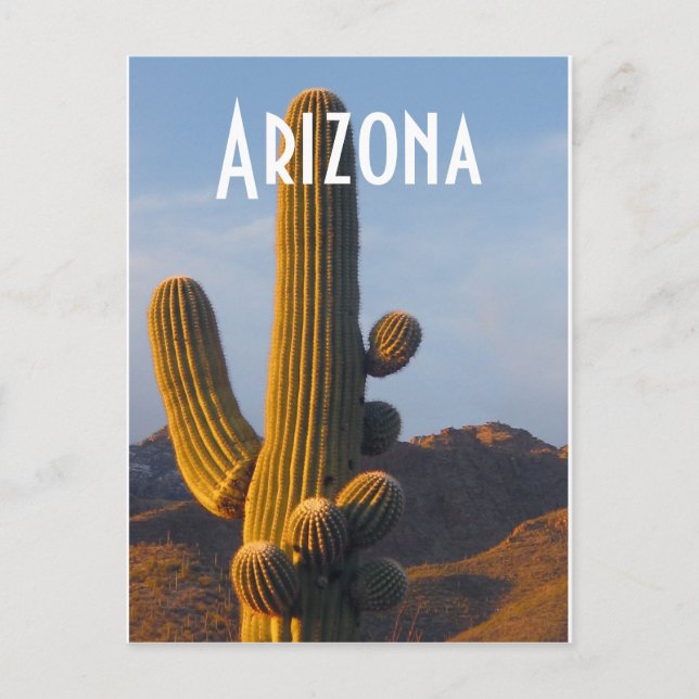 Carte Postale Arizona Sunlit Saguaro (Devant)